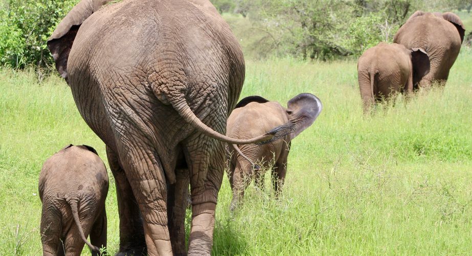 Jonge olifanten met mama olifant
